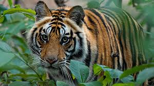 आज विश्व बाघ दिवस मनाइँदै,